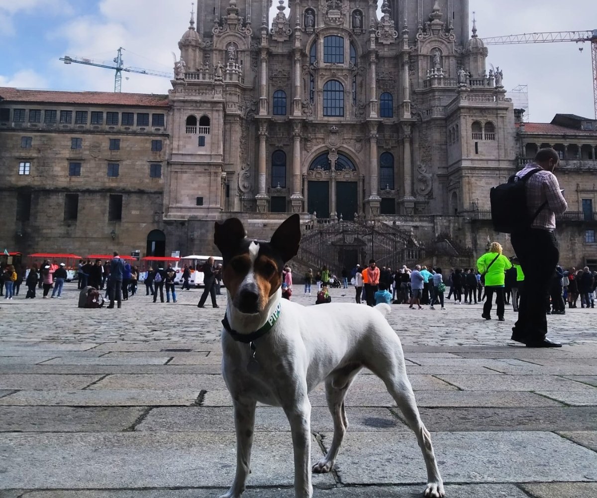 Camino Portugues Con Tu Perro | Tui - Santaigo